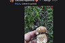 На Кумысной поляне Саратова в мае пошли белые грибы