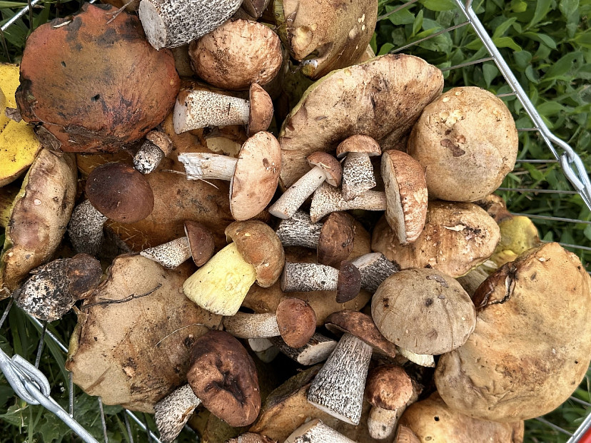 Саратовцы собирают грибы ящиками и ведрами